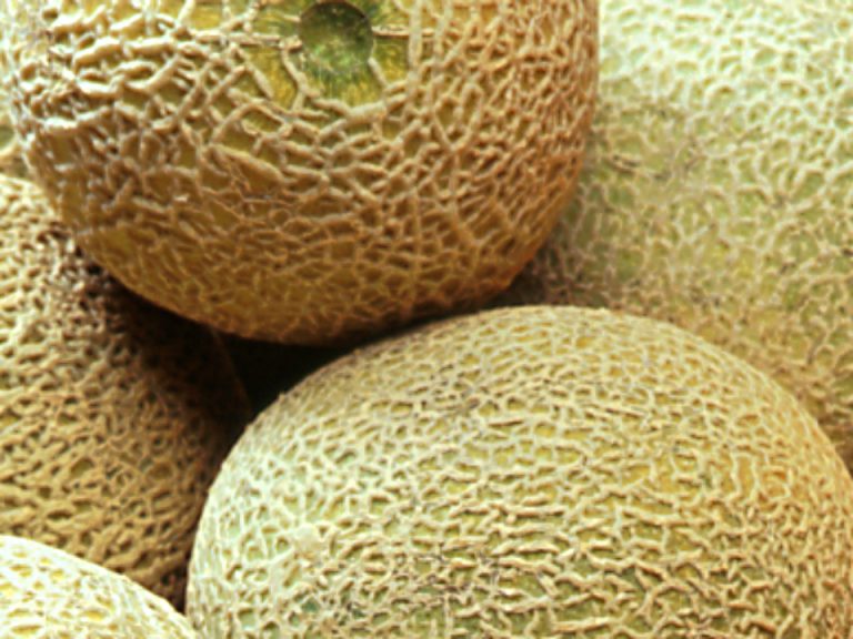 Melon Sense How to Choose the Best Cantaloupe The Grapevine